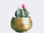 Home cactus6 free img